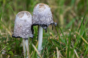 Common ink, Coprinus comatus, forest floor, close-up, Common ink, Coprinus comatus, forest floor, close-up,